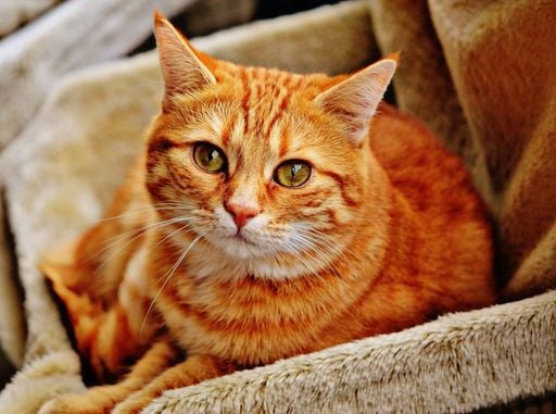 Los due&ntilde;os que pasan m&aacute;s tiempo cerca de sus gatos tienden a tener un estado de &aacute;nimo m&aacute;s positivo