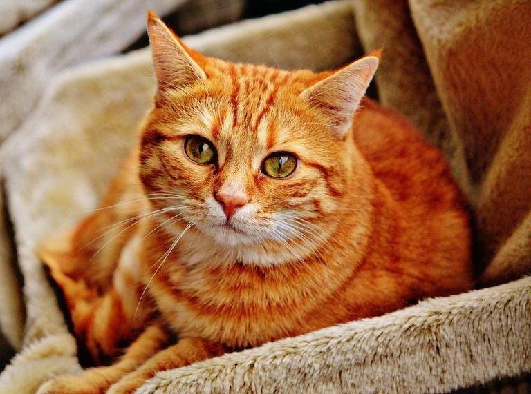 Los dueños que pasan más tiempo cerca de sus gatos tienden a tener un estado de ánimo más positivo