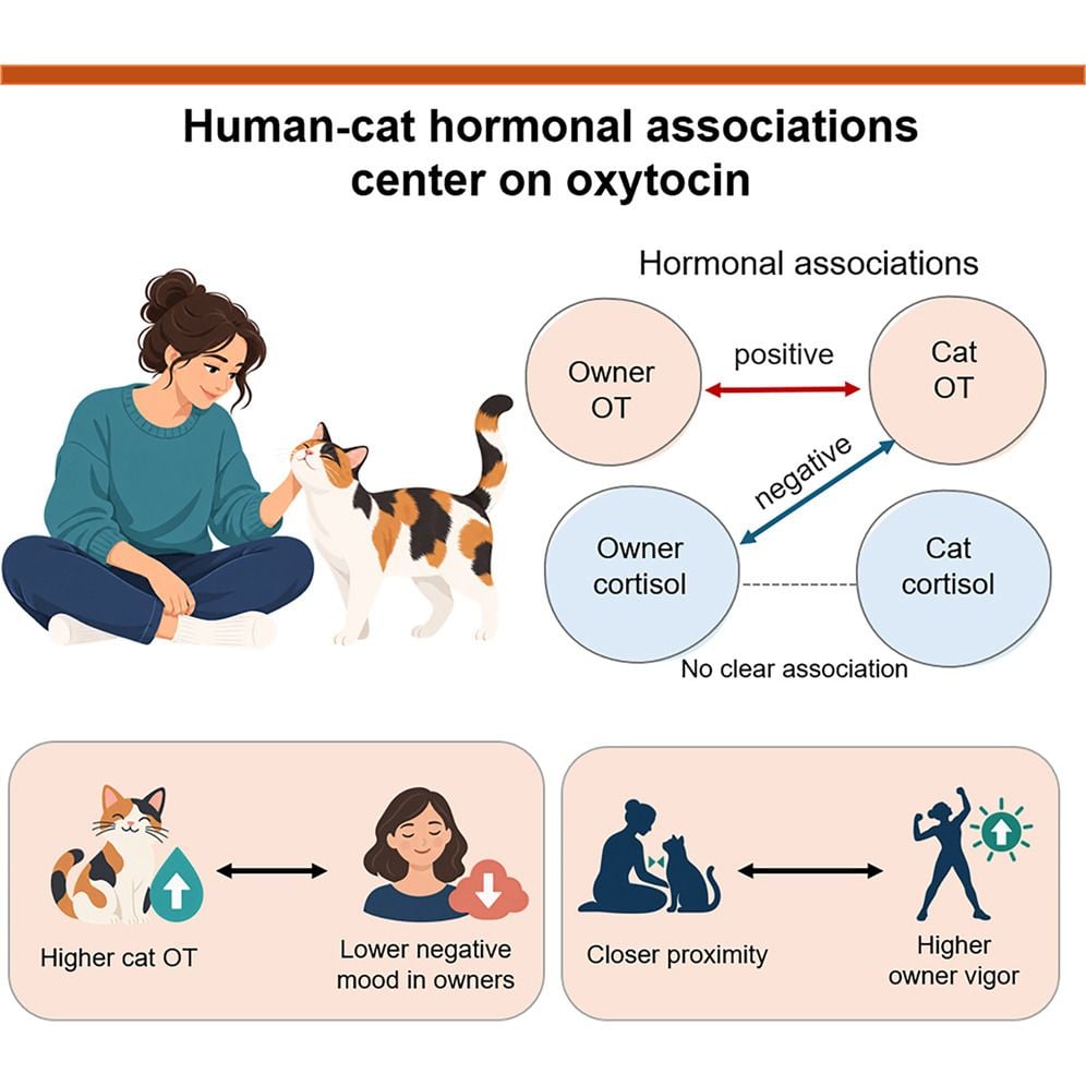 Los gatos pueden aportar salud a sus dueños. Fuente: Saho Takagi et al, iScience
