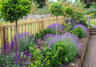 Duft, Heilkraft, Aussehen: Was Lavendel und Speiklavendel wirklich unterscheidet