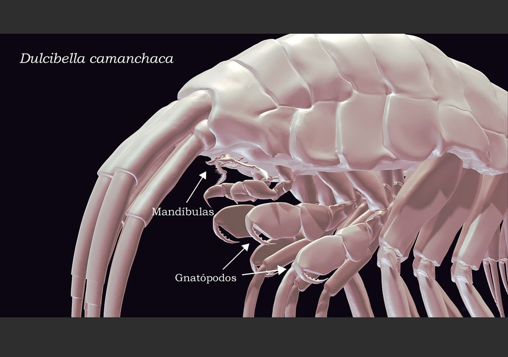 representación 3D Dulcibella camanchaca representación 3D Dulcibella camanchaca