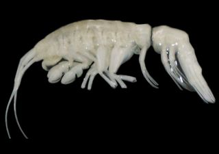 Dulcibella camanchaca: un depredador único descubierto en la Fosa de Atacama