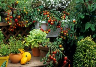 Durante el mes de mayo: ¿qué plantas y frutos podemos sembrar en México?