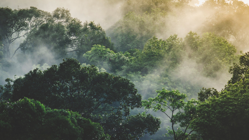 tropical; condensacion; atmosfera; humedad; otoño; meteorologia En México, los bosques de niebla capturan agua de gotas suspendidas, incluso cuando no llueve.