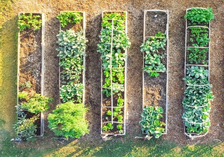 Cómo Sembrar o Plantar Ruda Y Sus Beneficios Para El Huerto