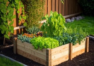 Durante la estación de verano: ¿qué plantas y frutos podemos sembrar?