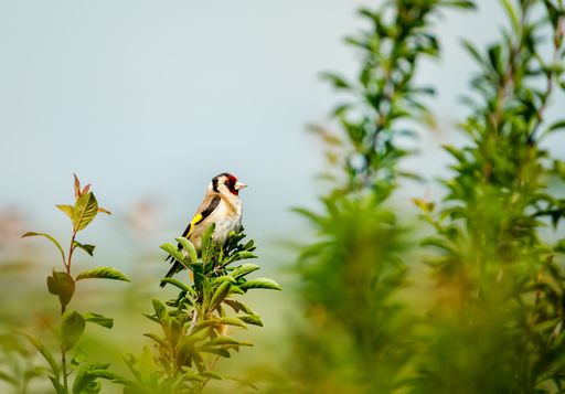 En cas de chaleur extrême, voici les trois moyens les plus simples d’aider les oiseaux de votre jardin