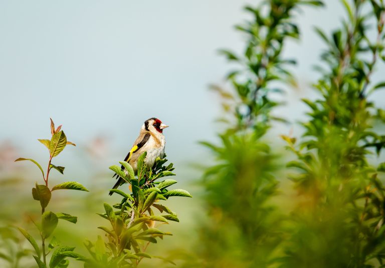 En cas de chaleur extrême, voici les trois moyens les plus simples d’aider les oiseaux de votre jardin