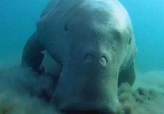 Dugong, die faszinierende "Seekuh", ist in China ausgestorben!