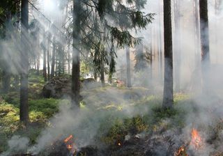 Dürre sorgt für immer mehr Waldbrände!