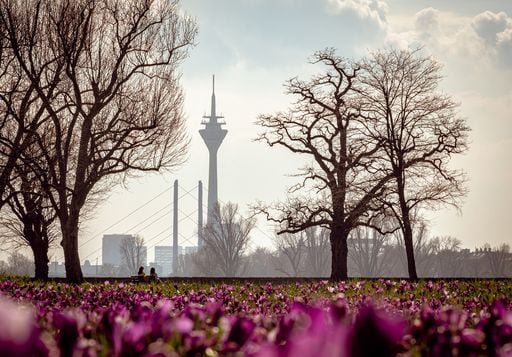 D&uuml;sseldorf pflanzt knapp 260.000 Fr&uuml;hlingsblumen ein