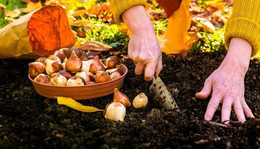 &Egrave; il momento di piantarli: 6 bulbi da mettere a dimora a ottobre per avere un balcone pieno di fiori in primavera