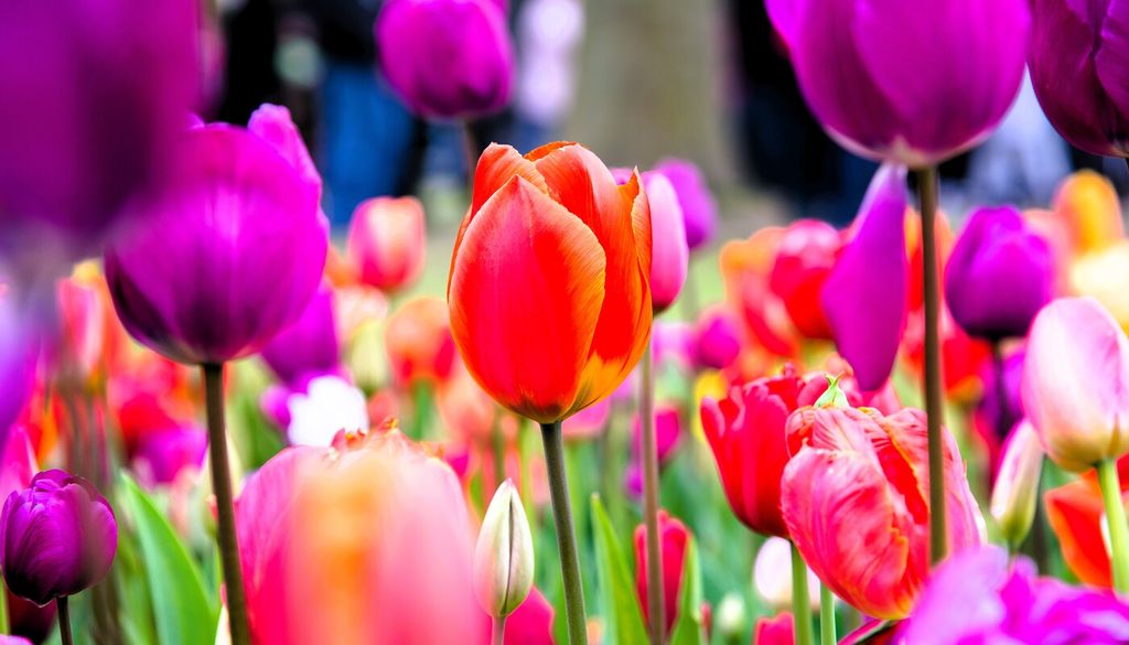 Tulipano