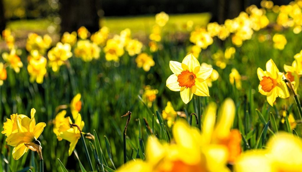 Narciso
