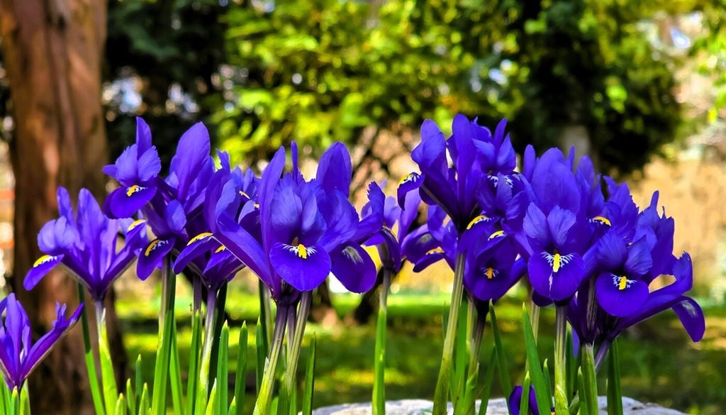 Iris