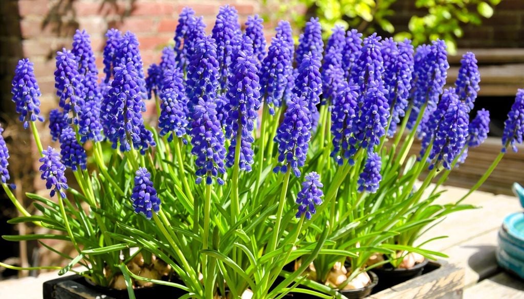 Muscari