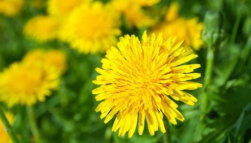 Tarassaco o soffione: perch&eacute; fa felici i bambini da secoli e fa bene anche alla salute