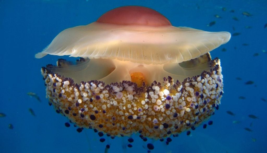 Organismi viventi. I risultati dello studio sono in linea con quelli di altre ricerche recenti sui microrganismi strettamente imparentati con gli antenati degli eucarioti, secondo cui tali organismi erano in grado di utilizzare l’ossigeno.