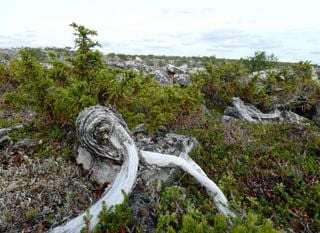 The oldest plant on the European continent has been discovered: it is 1647 years old