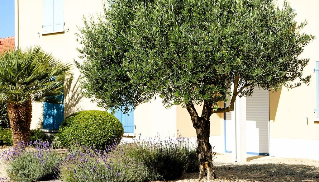 È tempo di raccogliere le olive: 10 regole per coltivare un olivo in giardino