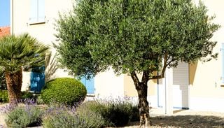 &Egrave; tempo di raccogliere le olive: 10 regole per coltivare un olivo in giardino