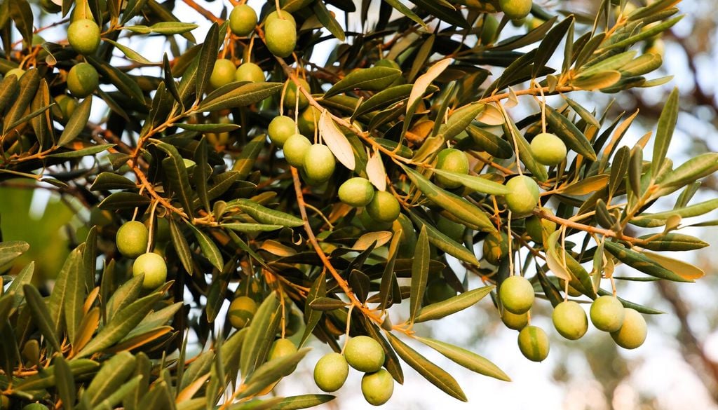 Scegliere la varietà