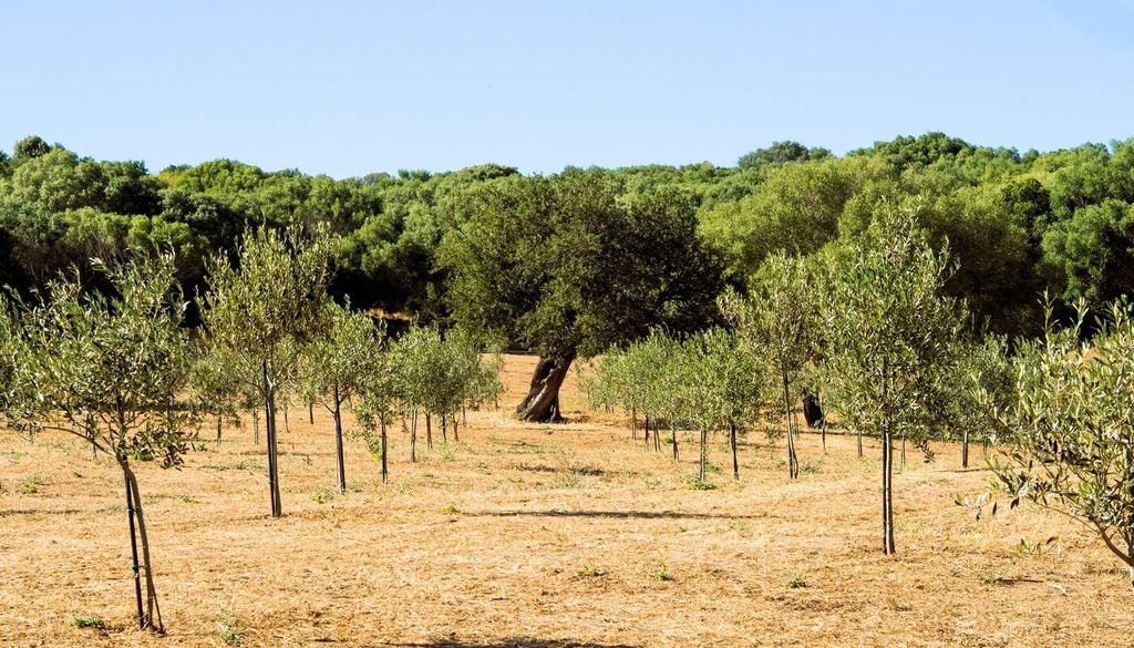 Lasciare spazio tra le piante