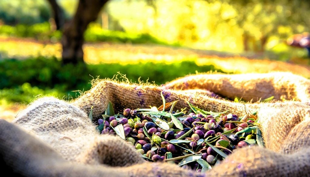 Raccogliere le olive al momento giusto