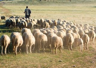È tempo di transumanza, antica tradizione agricola patrimonio dell'umanità