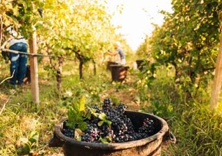 È tempo di uva e vendemmia: conosciamo meglio questo frutto tra botanica, arte, varietà locali e prospettive future