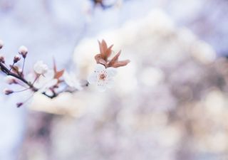 Early flowering plants spell disaster for wildlife and agriculture