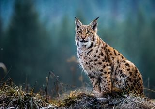 Earth Day question – should Britain reintroduce the lynx?