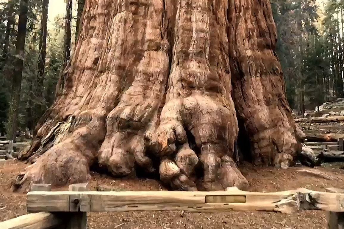 Ecco l'albero più grande del mondo