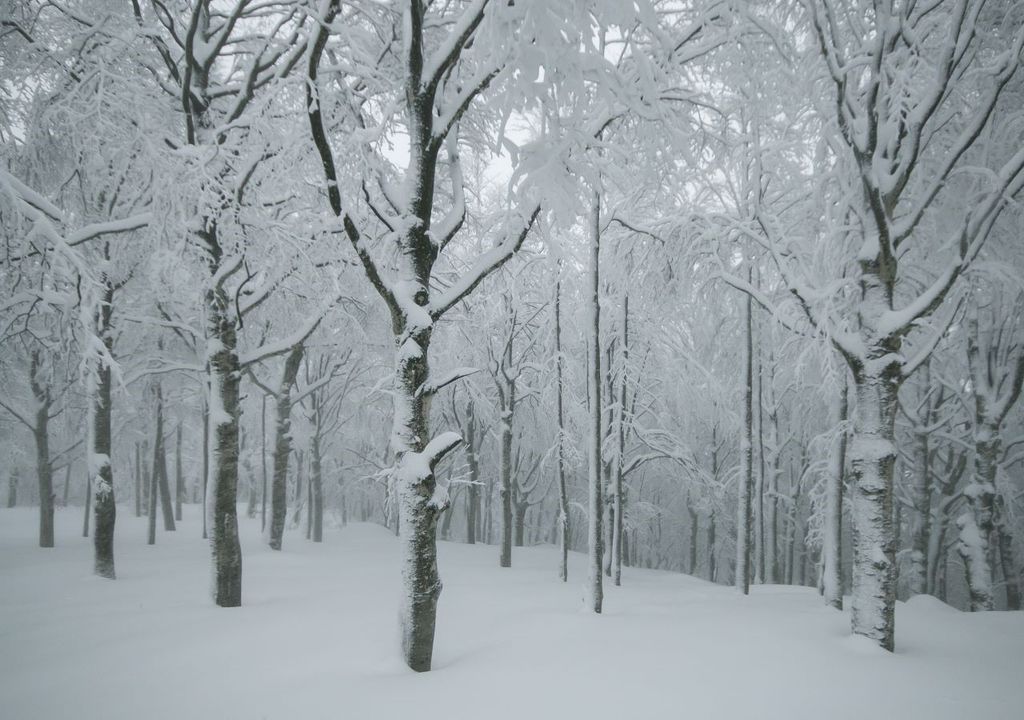 Madden, inverno. Madden, inverno.