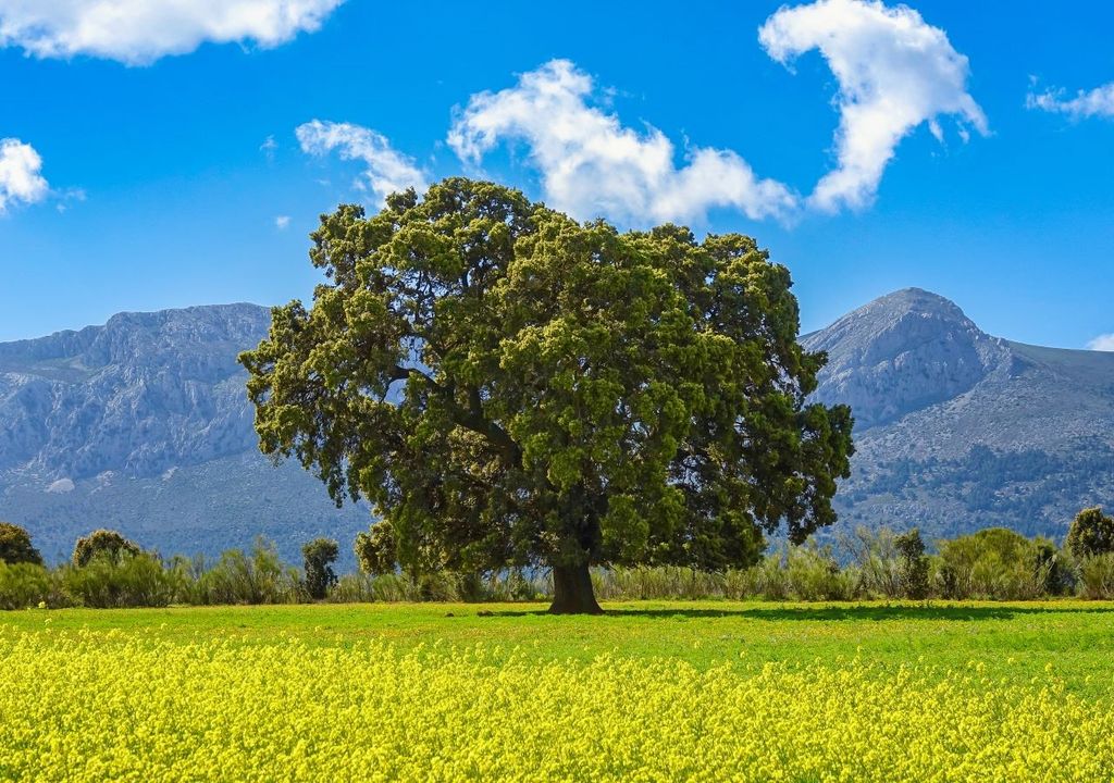 Sequía, bosques