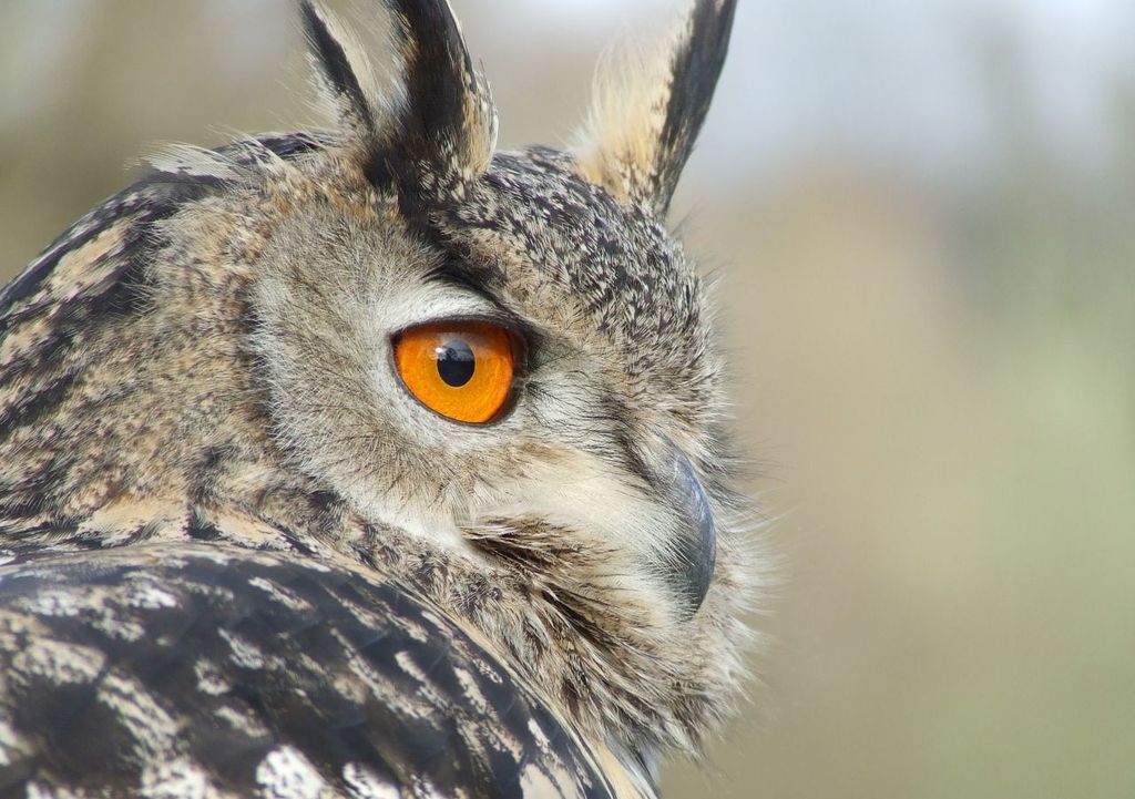 Esemplare di gufo reale.