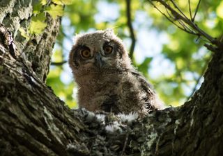 Ecco l'animale responsabile dei misteriosi echi notturni che risuonano per chilometri di distanza nei boschi italiani