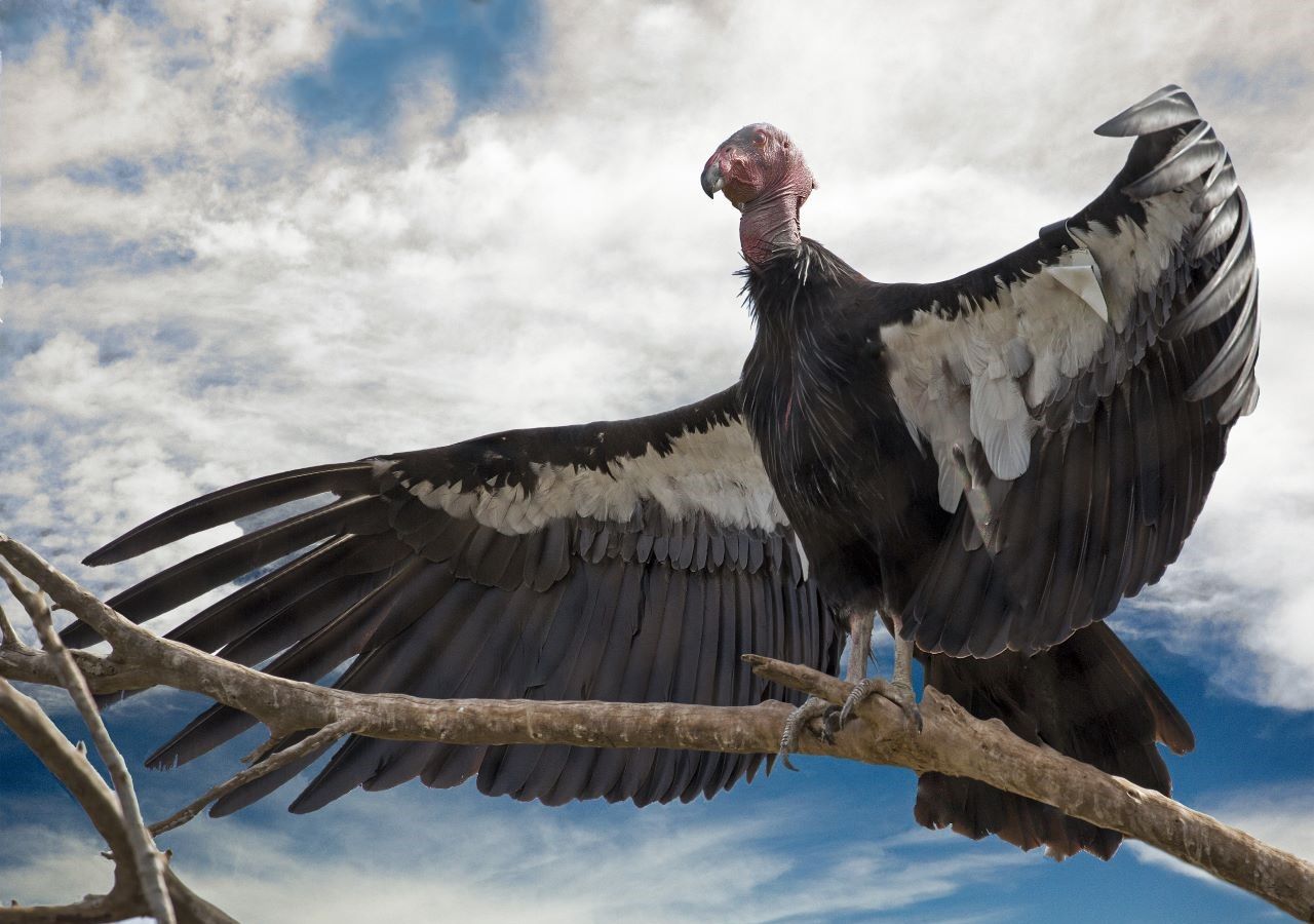 Ecco l'elenco delle specie di uccelli più rare del mondo a rischio  estinzione