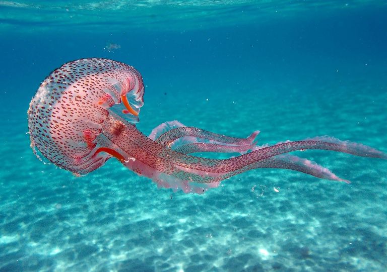 Ecco le 5 specie di meduse più urticanti presenti nel Mediterraneo