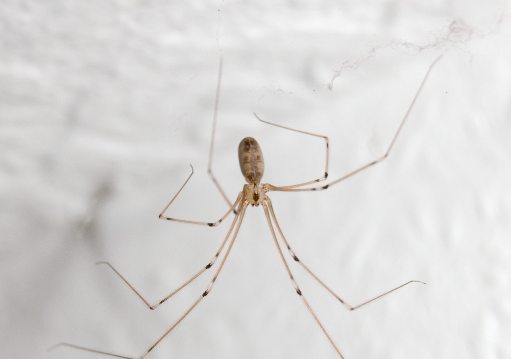 Araña patona Araña patona
