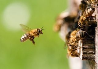 Journée mondiale des abeilles, l'énorme importance des pollinisateurs 
