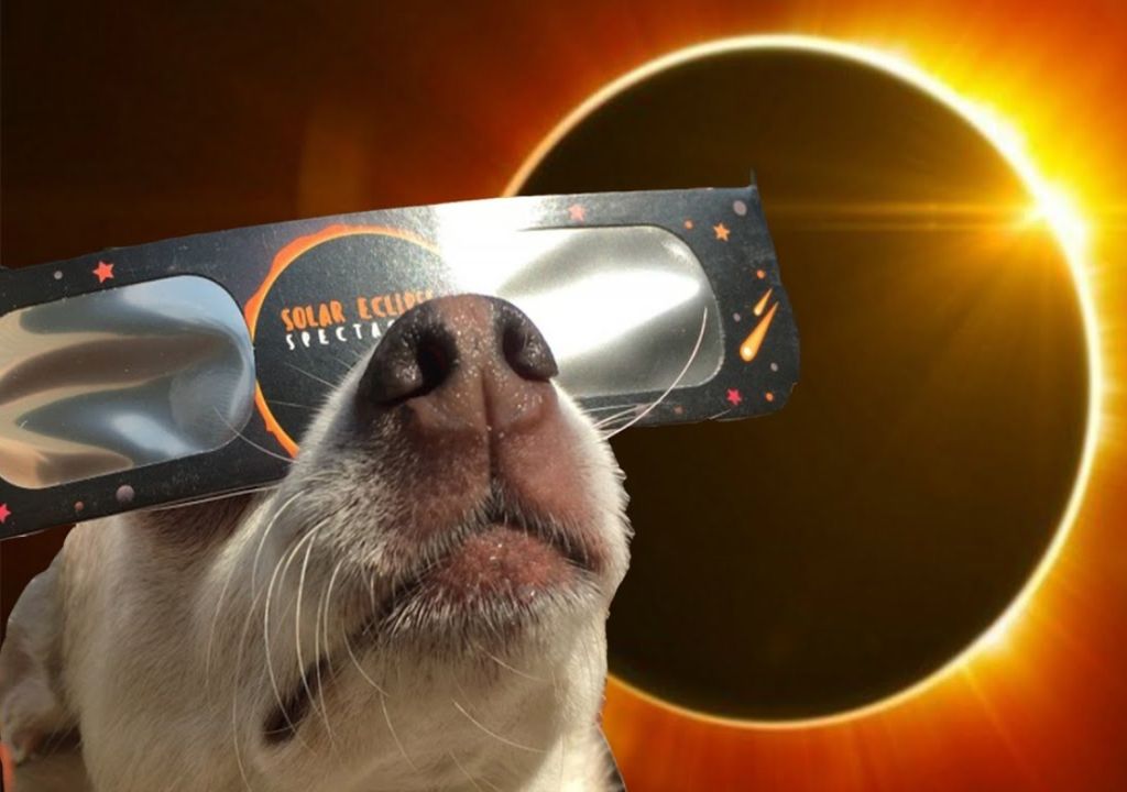 Perro animales Eclipse solar total