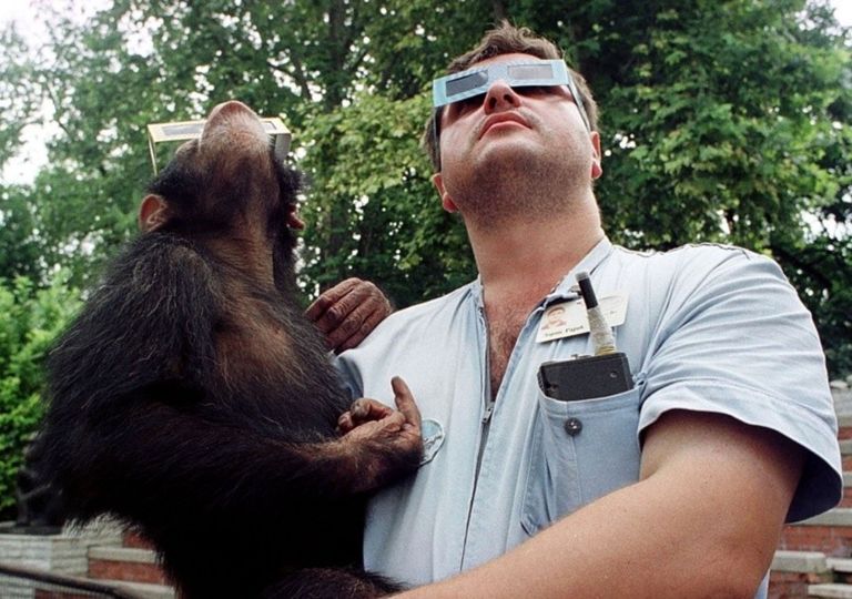 Chimpancés animales Eclipse solar total Chimpancés animales Eclipse solar total