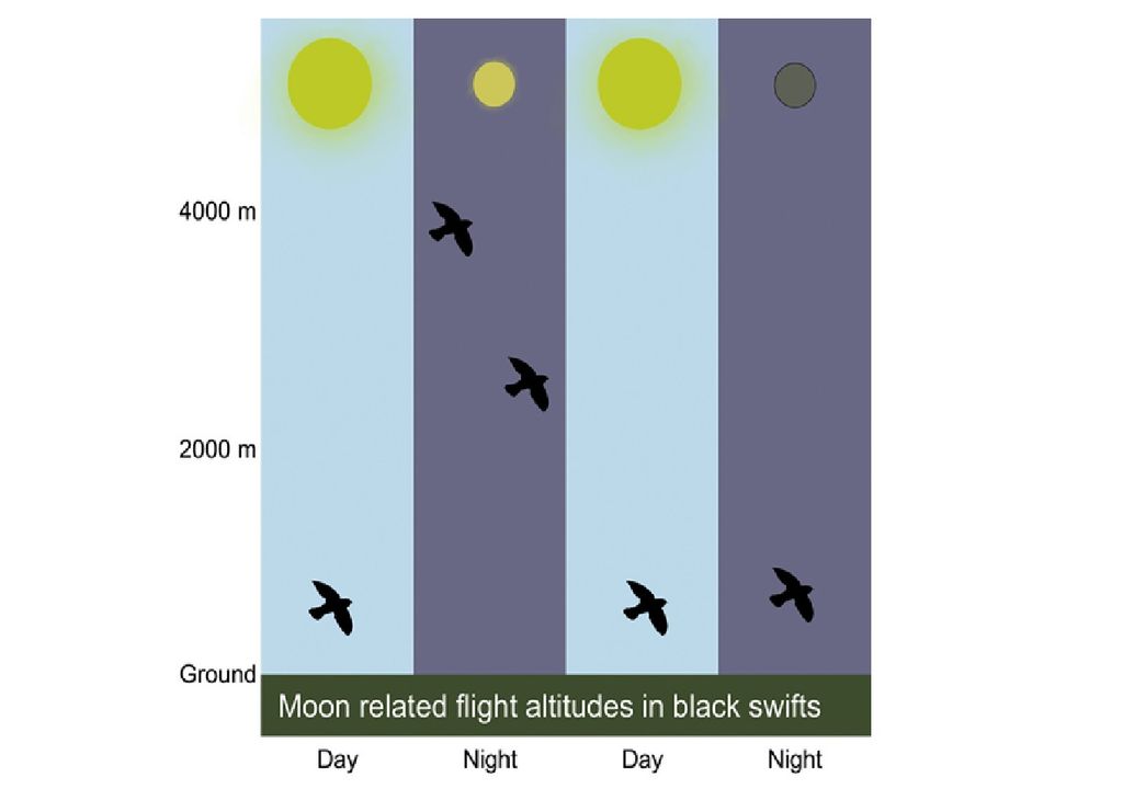 Fases de la luna, vencejos negros, altitud