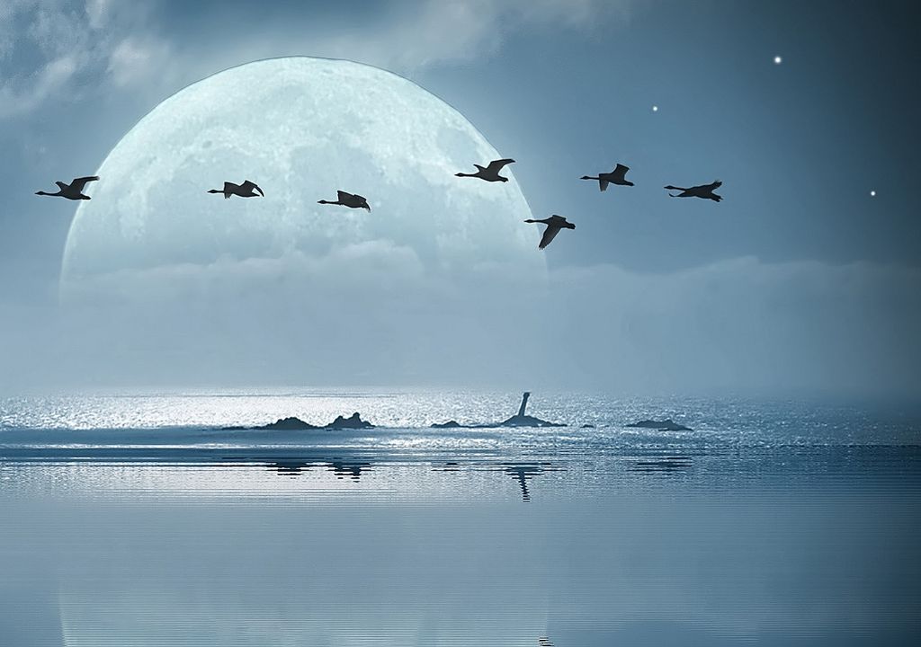 Luna, aves, océano