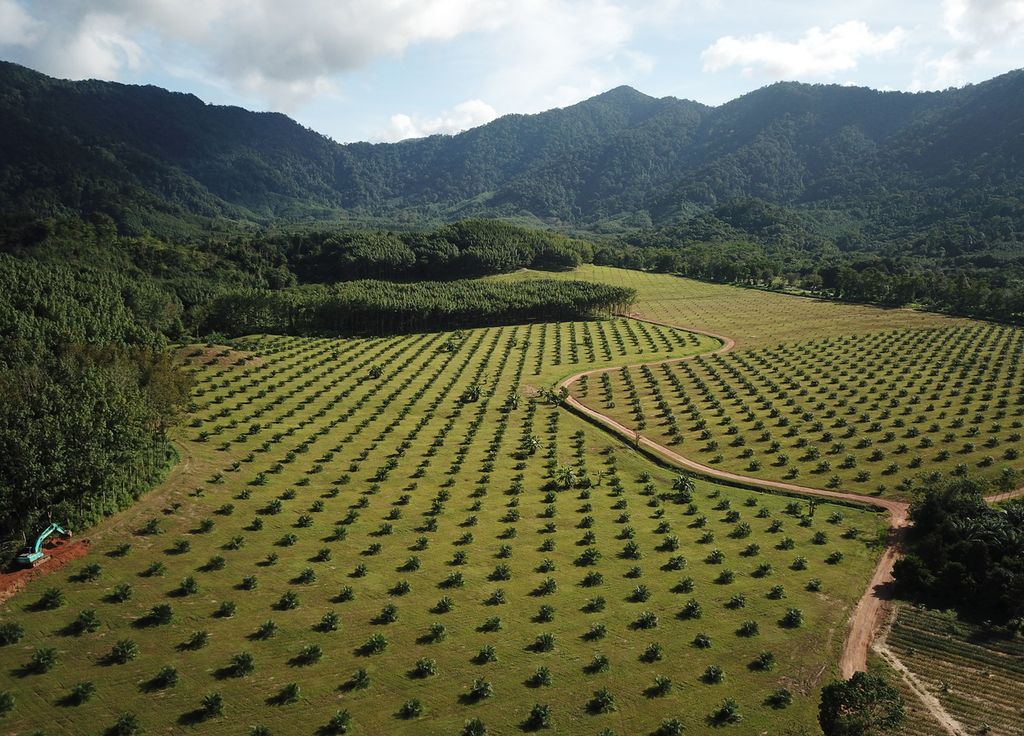 Le danger des plantations d'huile de palme Le danger des plantations d'huile de palme
