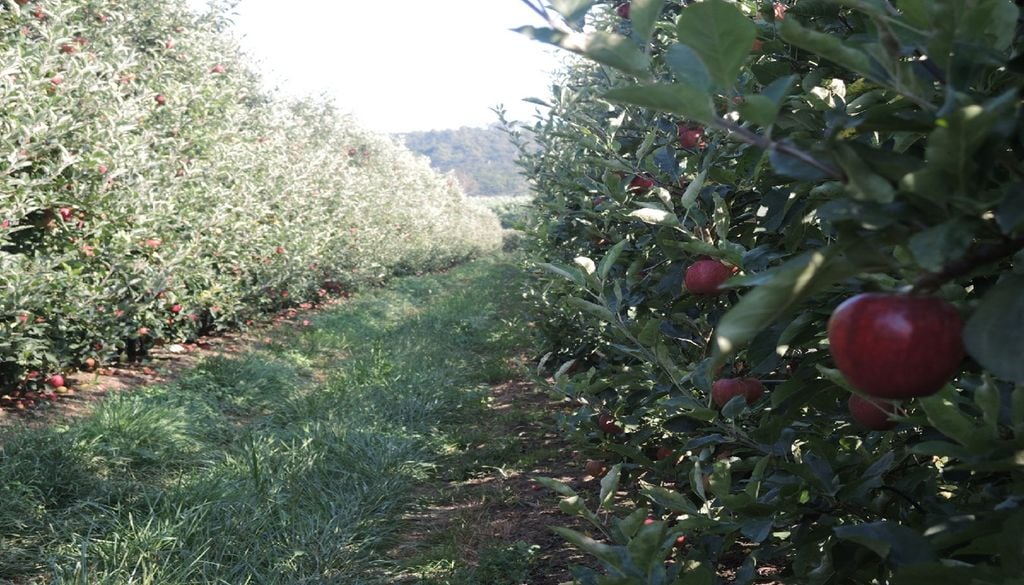 Estima-se que a região Oeste tenha mais de seis milhões de macieiras, com cerca de 80% da produção a valorizar as práticas de agroecologia. Foto: APMA