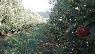 Ecopomares de Alcoba&ccedil;a atraem bili&otilde;es de polinizadores na flora&ccedil;&atilde;o de abril
