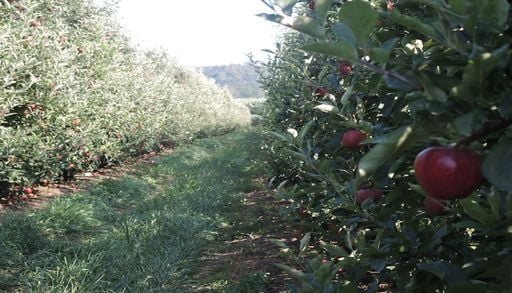 Ecopomares de Alcoba&ccedil;a atraem bili&otilde;es de polinizadores na flora&ccedil;&atilde;o de abril