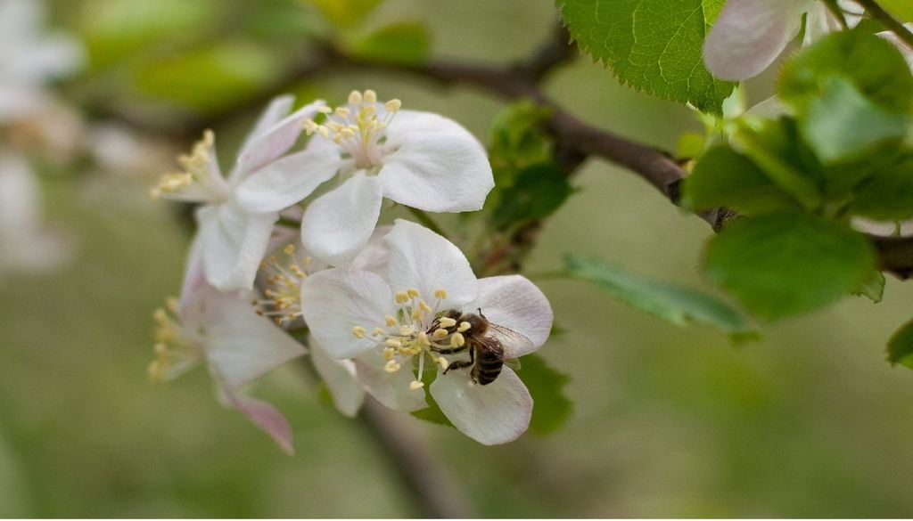 Basta que uma pequena percentagem de flores de macieira seja fecundada, através da polinização de insetos, para assegurar uma boa colheita. Foto: APMA